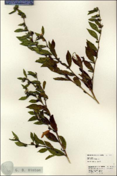URN_catalog_HBHinton_herbarium_24778.jpg.jpg