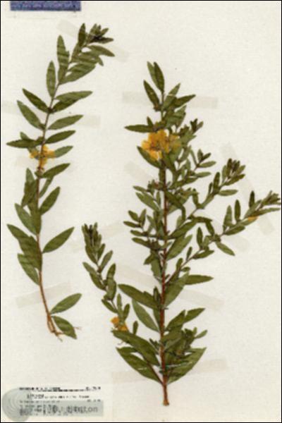 URN_catalog_HBHinton_herbarium_19938.jpg.jpg