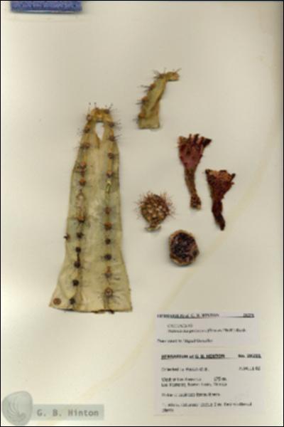URN_catalog_HBHinton_herbarium_28291.jpg.jpg