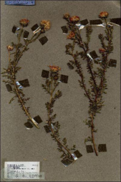URN_catalog_HBHinton_herbarium_18557.jpg.jpg