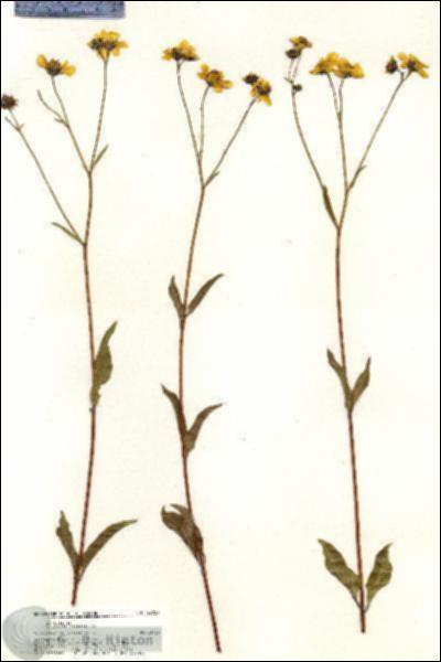 URN_catalog_HBHinton_herbarium_20751.jpg.jpg
