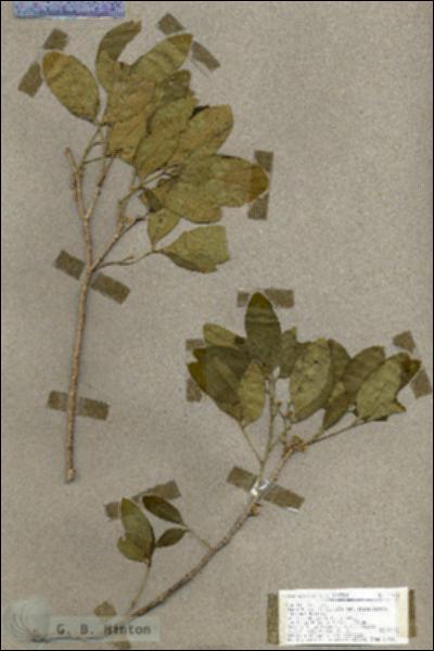 URN_catalog_HBHinton_herbarium_17745.jpg.jpg