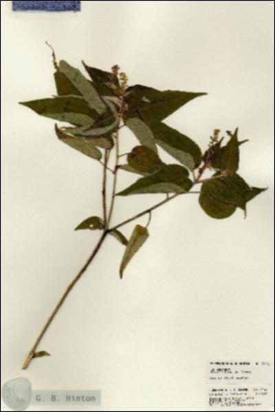 URN_catalog_HBHinton_herbarium_21166.jpg.jpg