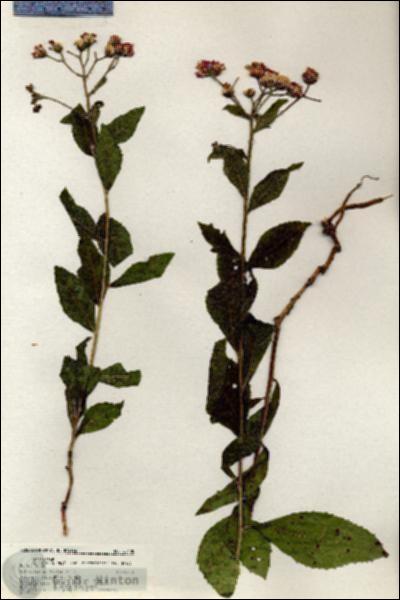 URN_catalog_HBHinton_herbarium_20408.jpg.jpg