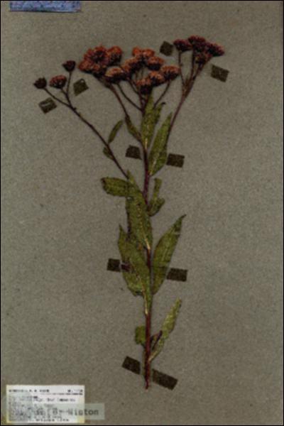 URN_catalog_HBHinton_herbarium_17400.jpg.jpg