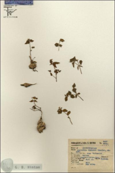 URN_catalog_HBHinton_herbarium_6257.jpg.jpg