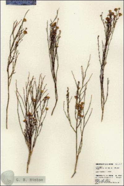 URN_catalog_HBHinton_herbarium_23193.jpg.jpg
