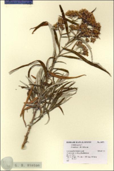 URN_catalog_HBHinton_herbarium_8972.jpg.jpg