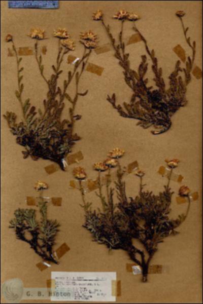 URN_catalog_HBHinton_herbarium_18253.jpg.jpg