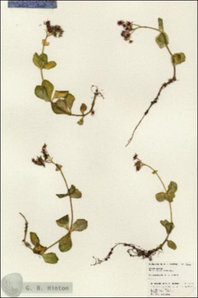 URN_catalog_HBHinton_herbarium_25124.jpg.jpg
