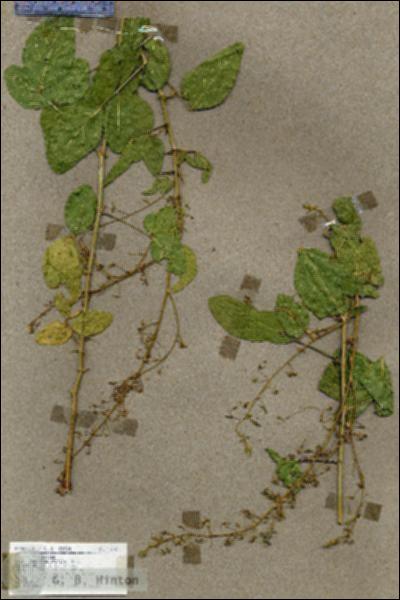 URN_catalog_HBHinton_herbarium_17687.jpg.jpg