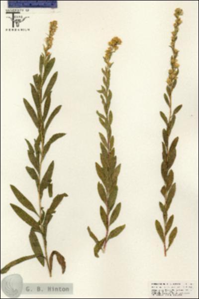 URN_catalog_HBHinton_herbarium_25616.jpg.jpg