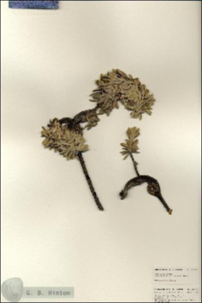 URN_catalog_HBHinton_herbarium_25156.jpg.jpg