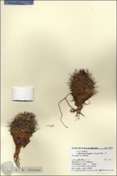 URN_catalog_HBHinton_herbarium_27675.jpg.jpg