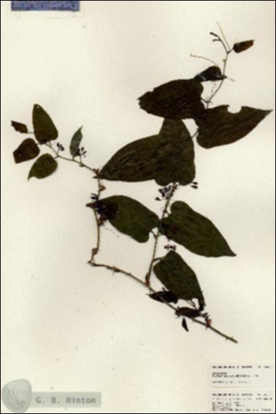 URN_catalog_HBHinton_herbarium_25274.jpg.jpg