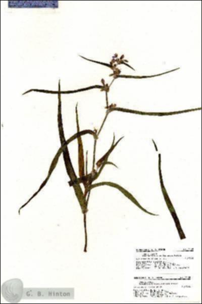 URN_catalog_HBHinton_herbarium_21105.jpg.jpg