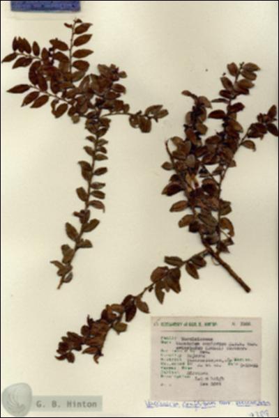 URN_catalog_HBHinton_herbarium_7389.jpg.jpg