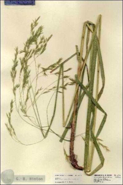 URN_catalog_HBHinton_herbarium_23440.jpg.jpg