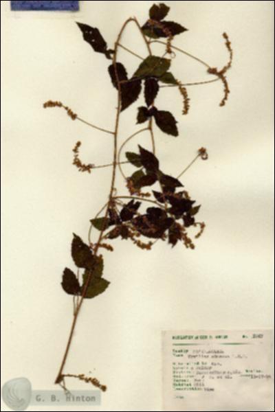 URN_catalog_HBHinton_herbarium_7047.jpg.jpg
