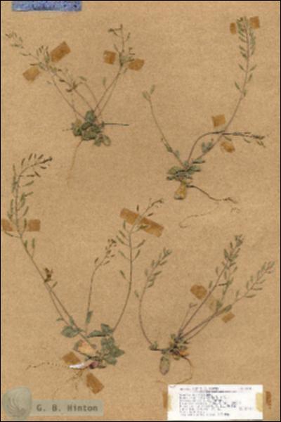 URN_catalog_HBHinton_herbarium_18130.jpg.jpg