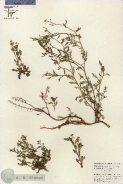 URN_catalog_HBHinton_herbarium_26523.jpg.jpg