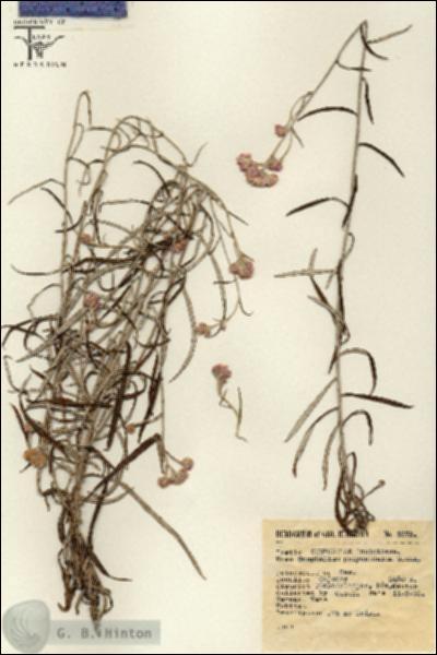 URN_catalog_HBHinton_herbarium_2378.jpg.jpg