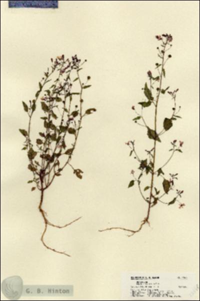 URN_catalog_HBHinton_herbarium_22448.jpg.jpg