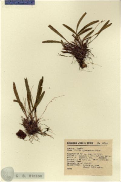 URN_catalog_HBHinton_herbarium_14709.jpg.jpg