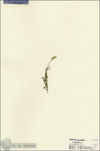 URN_catalog_HBHinton_herbarium_22375.jpg.jpg