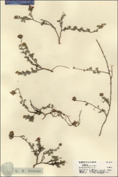 URN_catalog_HBHinton_herbarium_22027.jpg.jpg