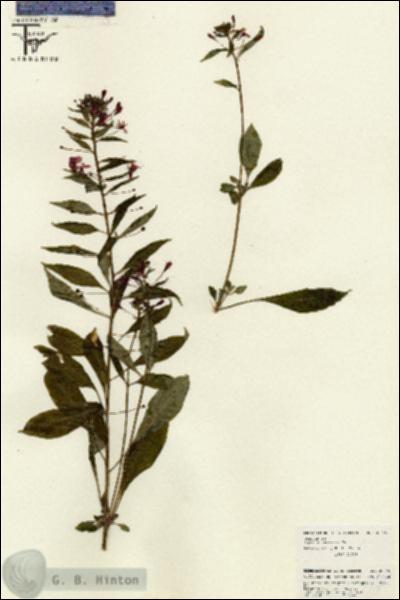 URN_catalog_HBHinton_herbarium_26245.jpg.jpg