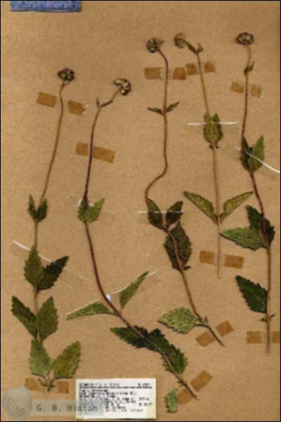 URN_catalog_HBHinton_herbarium_18553.jpg.jpg