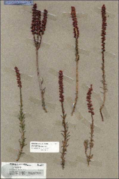 URN_catalog_HBHinton_herbarium_19858.jpg.jpg