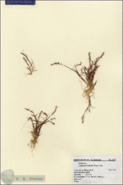 URN_catalog_HBHinton_herbarium_2325.jpg.jpg