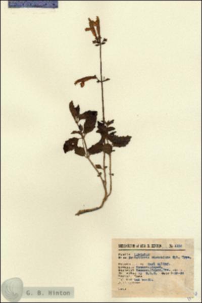 URN_catalog_HBHinton_herbarium_1136.jpg.jpg