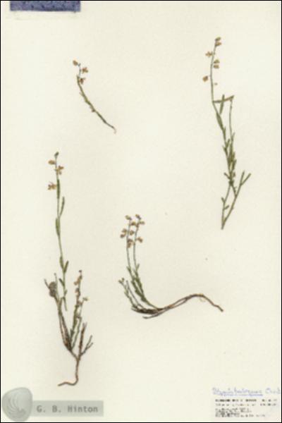 URN_catalog_HBHinton_herbarium_25497.jpg.jpg