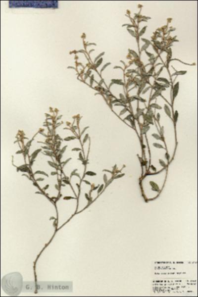 URN_catalog_HBHinton_herbarium_24469.jpg.jpg