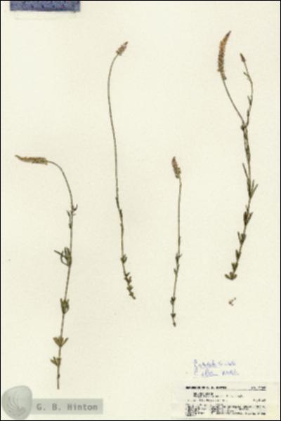 URN_catalog_HBHinton_herbarium_21766.jpg.jpg