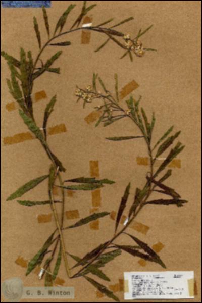 URN_catalog_HBHinton_herbarium_17638.jpg.jpg