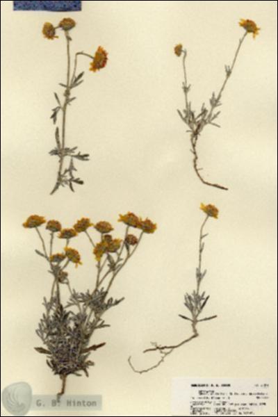 URN_catalog_HBHinton_herbarium_21891.jpg.jpg