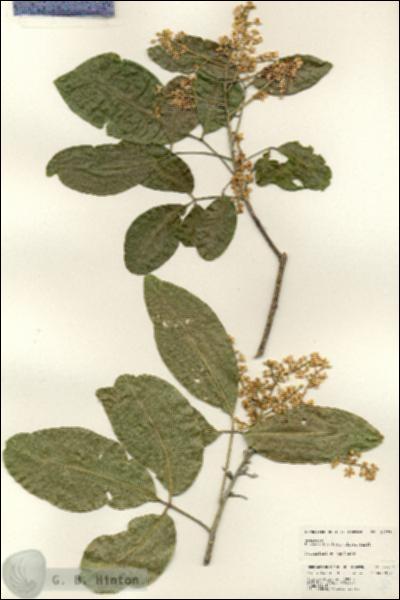 URN_catalog_HBHinton_herbarium_24777.jpg.jpg