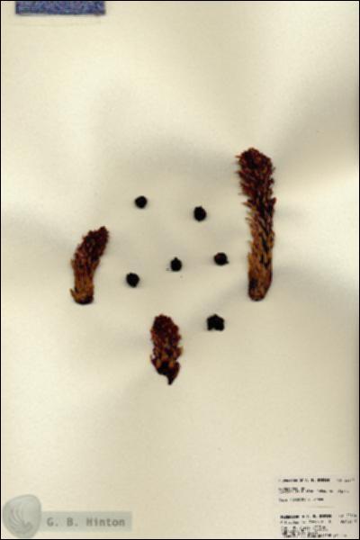URN_catalog_HBHinton_herbarium_22614.jpg.jpg