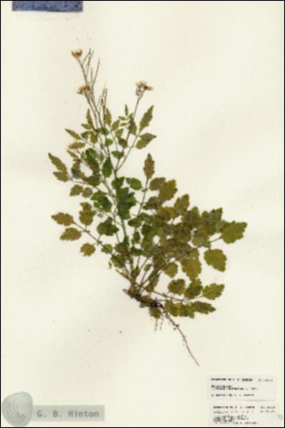 URN_catalog_HBHinton_herbarium_24703.jpg.jpg