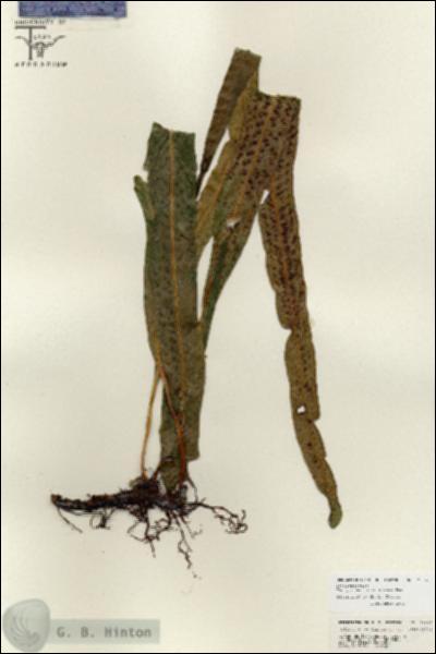 URN_catalog_HBHinton_herbarium_26835.jpg.jpg
