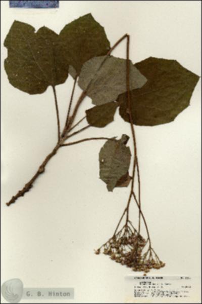 URN_catalog_HBHinton_herbarium_21435.jpg.jpg