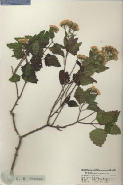 URN_catalog_HBHinton_herbarium_21748.jpg.jpg