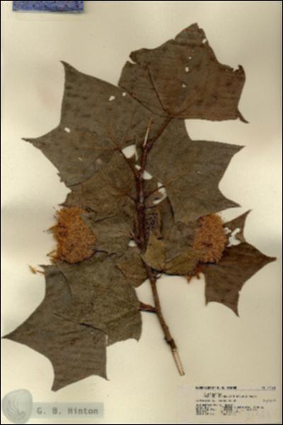 URN_catalog_HBHinton_herbarium_21543.jpg.jpg