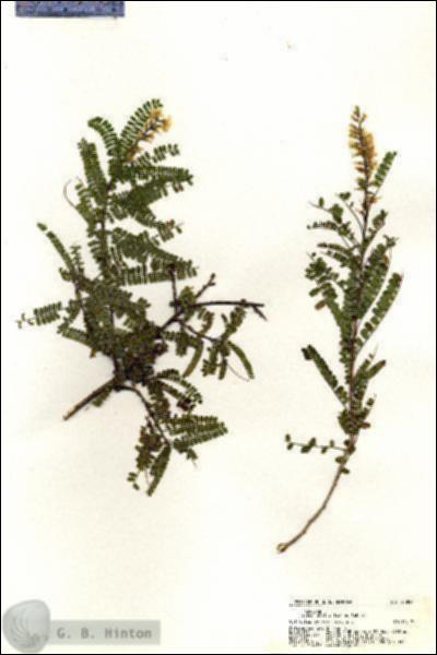 URN_catalog_HBHinton_herbarium_20857.jpg.jpg