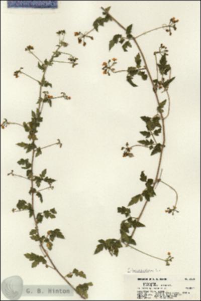 URN_catalog_HBHinton_herbarium_21209.jpg.jpg