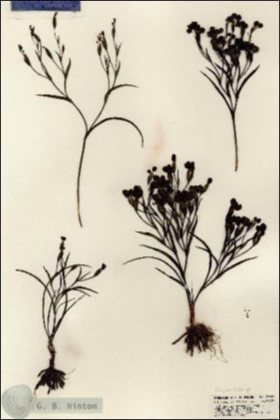 URN_catalog_HBHinton_herbarium_23693.jpg.jpg